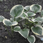 Hosta El Capitan — photo 2