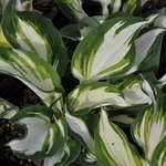 Hosta Enterprise — photo 2