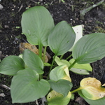 Hosta Fan Dance — photo 1