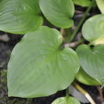 Hosta Fan Dance — photo 2