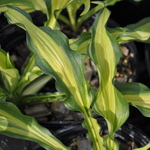 Hosta First Mate — photo 2