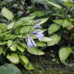 Hosta Flower Power — photo 1