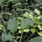 Hosta Flower Power — photo 2