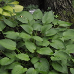 Hosta Fortuni Hyacinthiana — photo 2