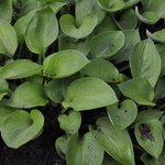 Hosta Gold Regal — photo 1
