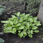 Hosta Gold Regal — photo 2