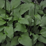 Hosta Hazel — photo 1