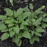 Hosta Hazel — photo 2
