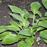 Hosta Independence Day — photo 2