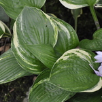 Hosta Josephine — photo 1