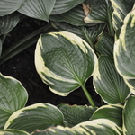 Hosta Leola Fraim — photo 2