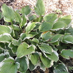 Hosta Leola Fraim — photo 3