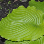Hosta Lime Piecrust — photo 1