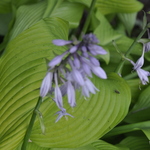 Hosta Little Aurora — photo 1