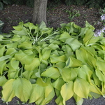 Hosta Little Aurora — photo 2
