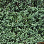 Juniperus Horizontalis 'Blue Prince' — photo 2