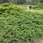 Juniperus Communis 'Effusa' — photo 1