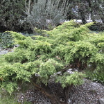 Juniperus Chinensis 'Saybrook Gold' — photo 1