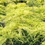 Juniperus Chinensis 'Saybrook Gold' — photo 2
