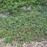 Juniperus Horizontalis Venusta Creeping Juniper — photo 1
