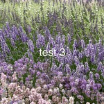 Lavandula X Intermedia -super- Lavandin — photo 3
