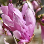Magnolia Little Girl — photo 1