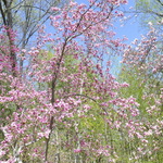 Magnolia Little Girl — photo 2