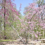 Magnolia Little Girl — photo 3