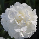Peony 'Shirley Temple' — photo 1