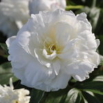 Peony 'Shirley Temple' — photo 2