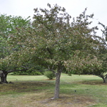 Malus 'Radiant' — photo 4