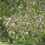 Malus 'Radiant' — photo 5