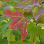 Acer saccharum 'Fall Fiesta' — photo 4