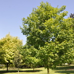 Acer saccharum 'Fall Fiesta' — photo 5
