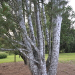 Pinus Bungeana Silver Ghost — photo 2