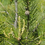 Pinus Bungeana Silver Ghost — photo 3