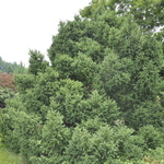 Pinus Cembra Pygmaea — photo 3
