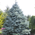 Pinus Concolor Blue Cloak — photo 1