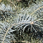 Pinus Concolor Blue Cloak — photo 2