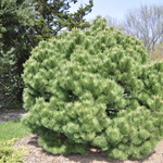 Pinus Densiflora Globosa — photo 1