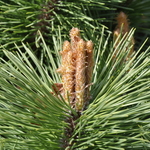 Pinus Densiflora Globosa — photo 2