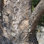 Pinus Densiflora Pinaceae — photo 1