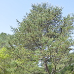 Pinus Densiflora Pinaceae — photo 2