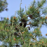 Pinus Densiflora Pinaceae — photo 3