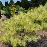 Pinus Densiflora Burkes — photo 1