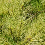 Pinus Densiflora Burkes — photo 2