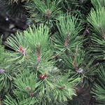 Pinus Heldreichii Compact Gem — photo 2