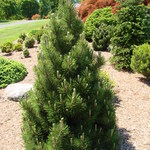 Pinus Heldreichii 'Schneverdingen' — photo 2