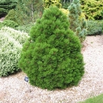 Pinus Heldreichii Smidtii — photo 1