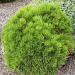 Pinus Heldreichii Smidtii — photo 2